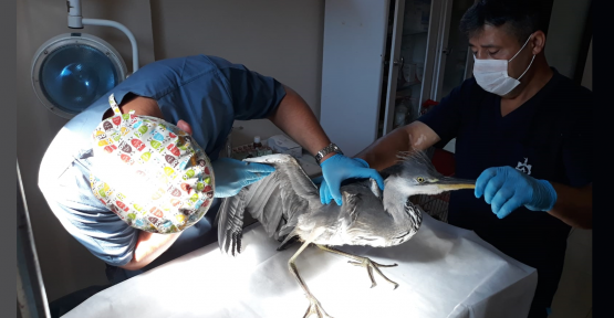    Yaralı kuşlar tedavi edilip doğal yaşama bırakılıyor